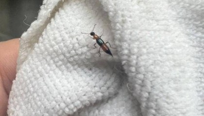 山东多地现这种虫子，千万别拍！