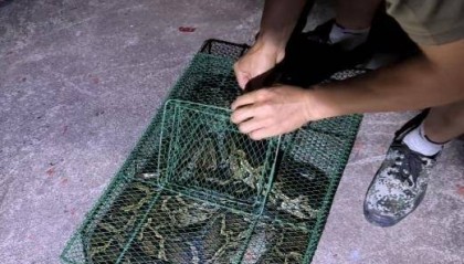 长3米，重30斤！英德西牛镇一村庄惊现巨蟒