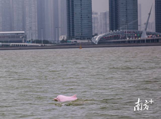 “喜洋洋”“乐融融”本尊现身!中华白海豚畅游港珠澳大桥为十五运会助阵