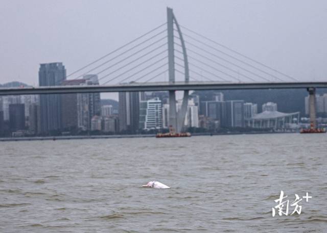 “喜洋洋”“乐融融”本尊现身!中华白海豚畅游港珠澳大桥为十五运会助阵